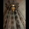 19th century Restauration Chandelier