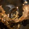 Regule Chandelier (detail)